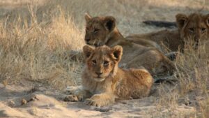 Monwana Game Lodge Big 5 Safaris