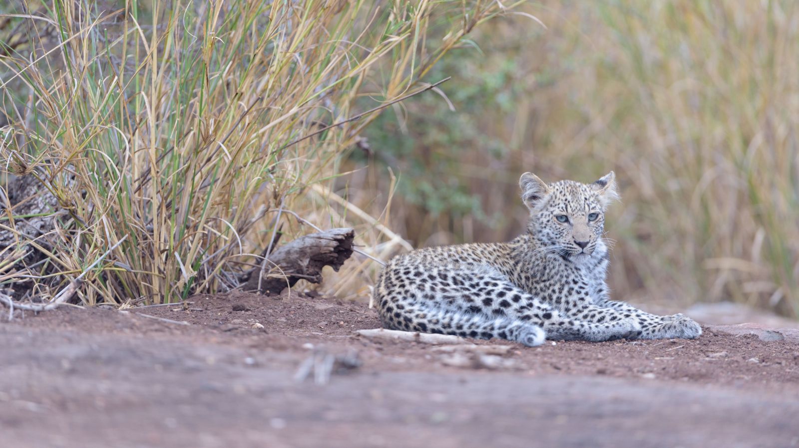 Nottens-Bush-Camp-Reservations-Sabi Sand-Game-Reserve-Lodge-Specials-Bushscapes