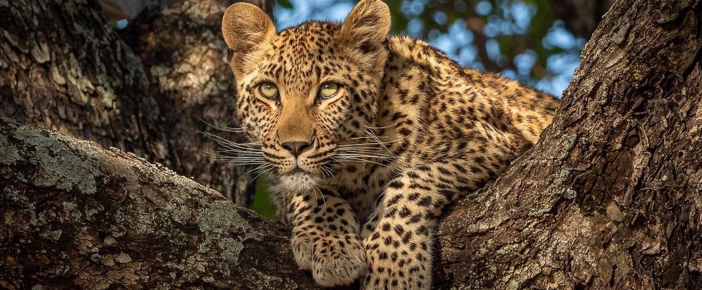 Nottens-Bush-Camp-Sabi-Sands-Game-Reserve-South-AfricaSafari-Travel-Packages-Deals