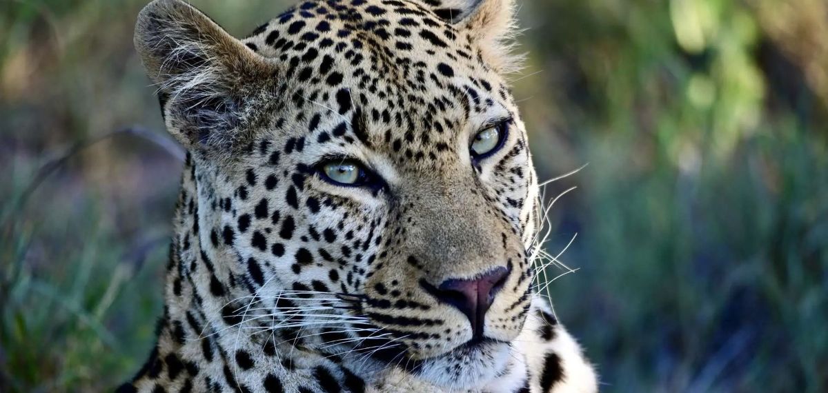 elephant-plains-lodge-bookings-sabi-sands-game-reserve-best-rates-special-offers