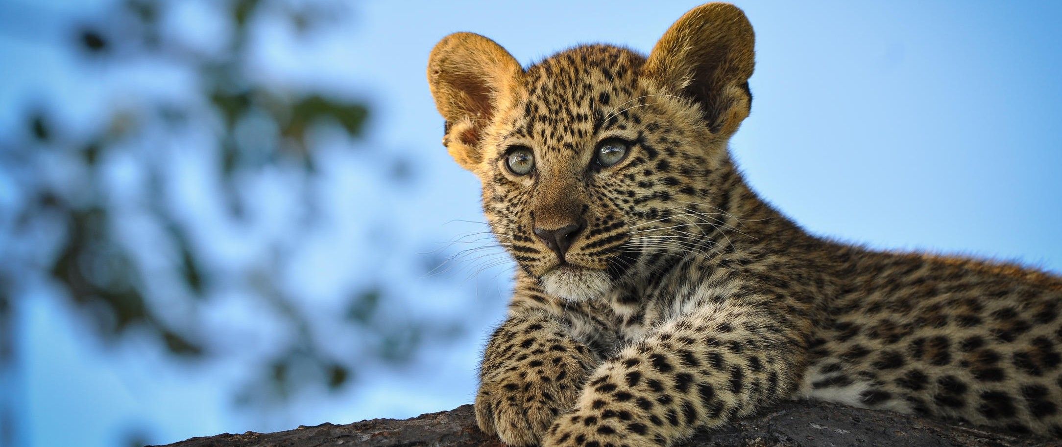 elephant-plains-lodge-sabi-sands-kruger-south-africa-bush-breaks-travel-deals-packages