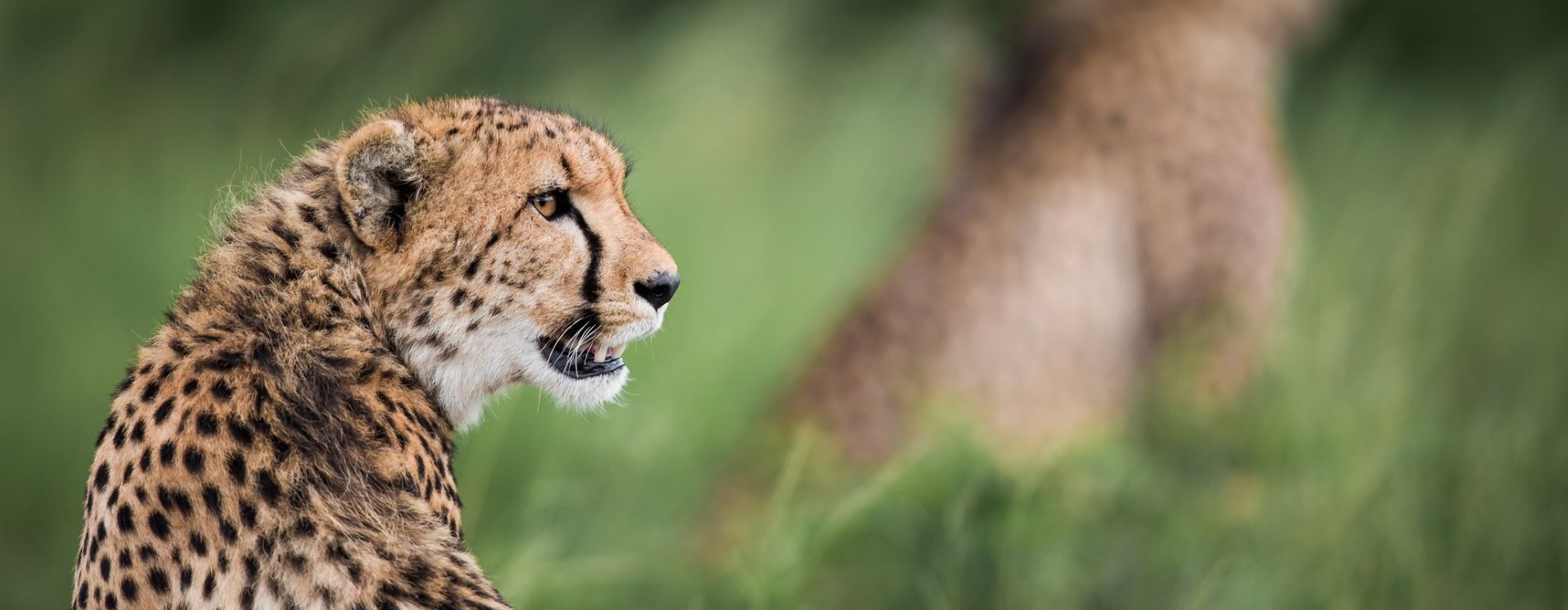 the-farmhouse-at-cheetah-ridge-nambiti-game-reserve-south-africa-02