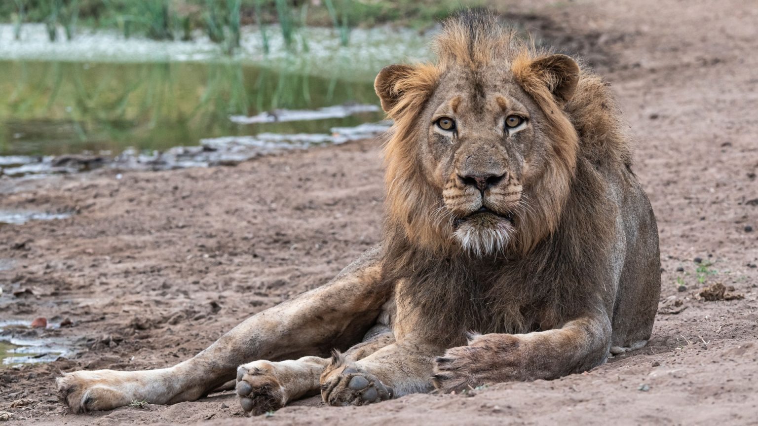 lion-abelana-safari-camp-greater-kruger-lodges-best-rates-special-deals-bushbreaks