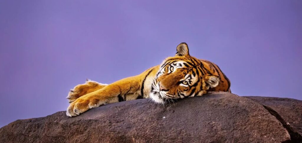 Kishindo-Tiger-Canyon-Game-Reserve-Canyon-Lodge-Bookings-Specials-Deals-Best-Rates