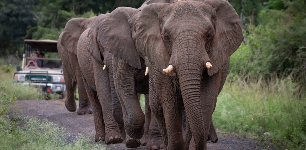 thula-thula-lodge-rates-the-elephant-whisperer-book-african-safari-experience-south-africa