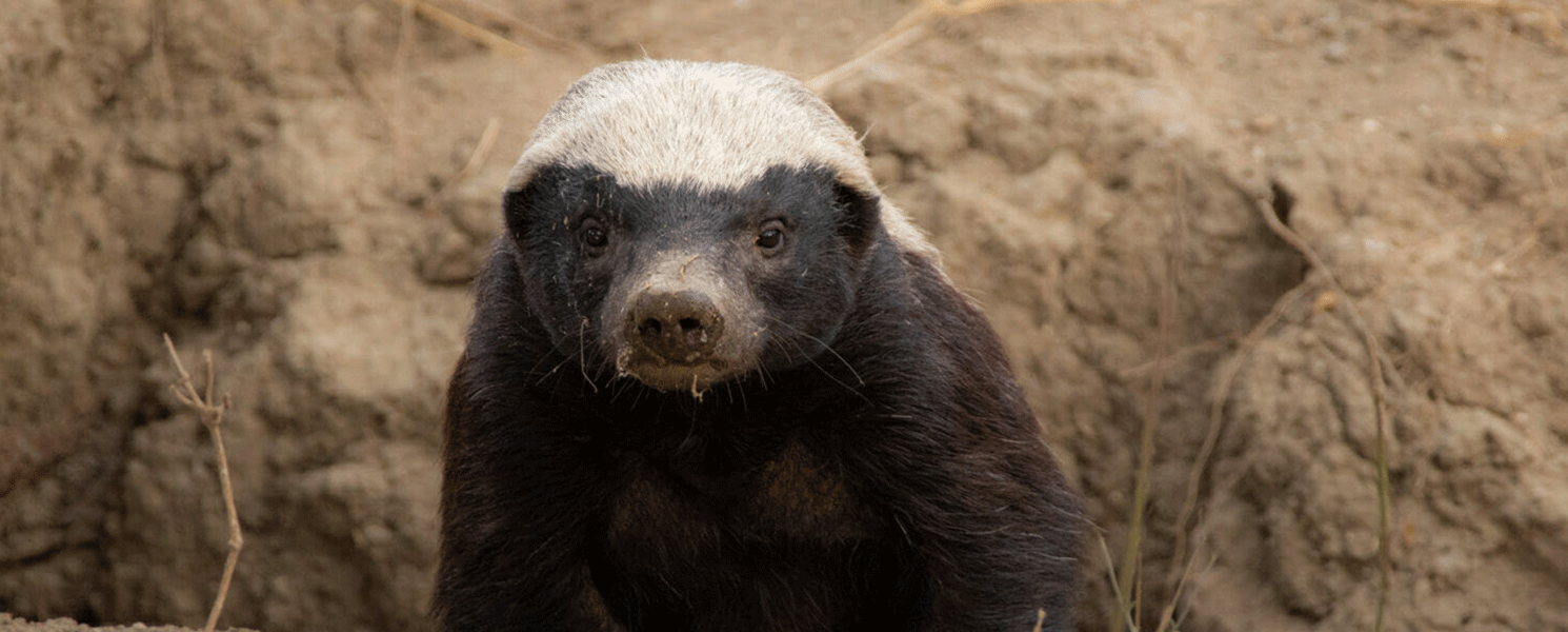 Honey Badger in a Hole | Luxury Bush Breaks