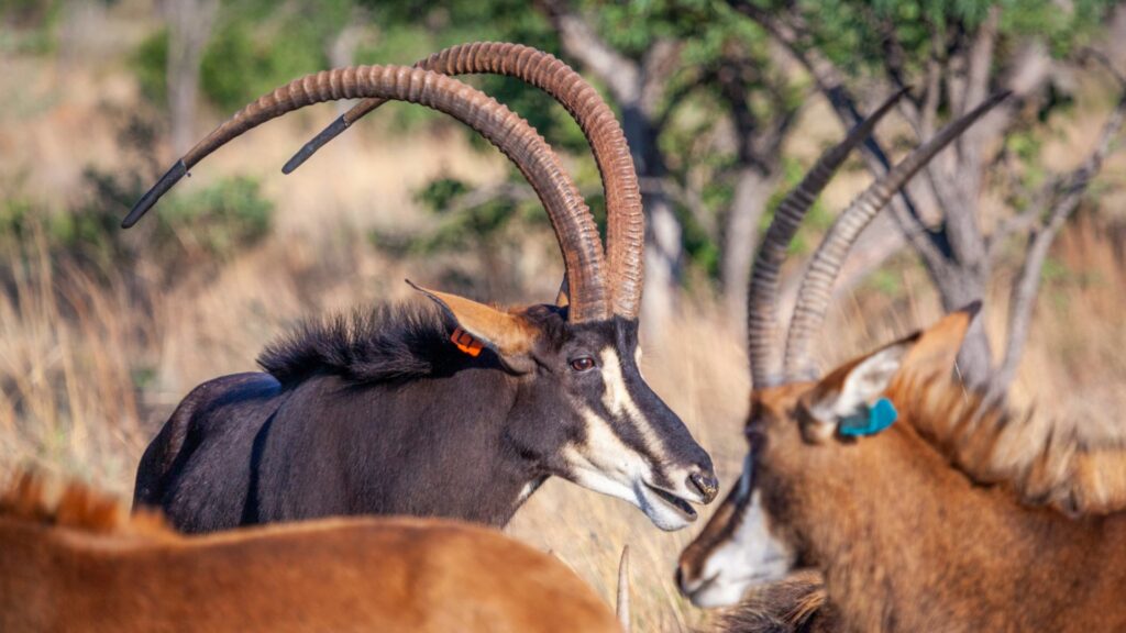 Lejwe La Metsi Your Perfect Africa Limpopo Specials