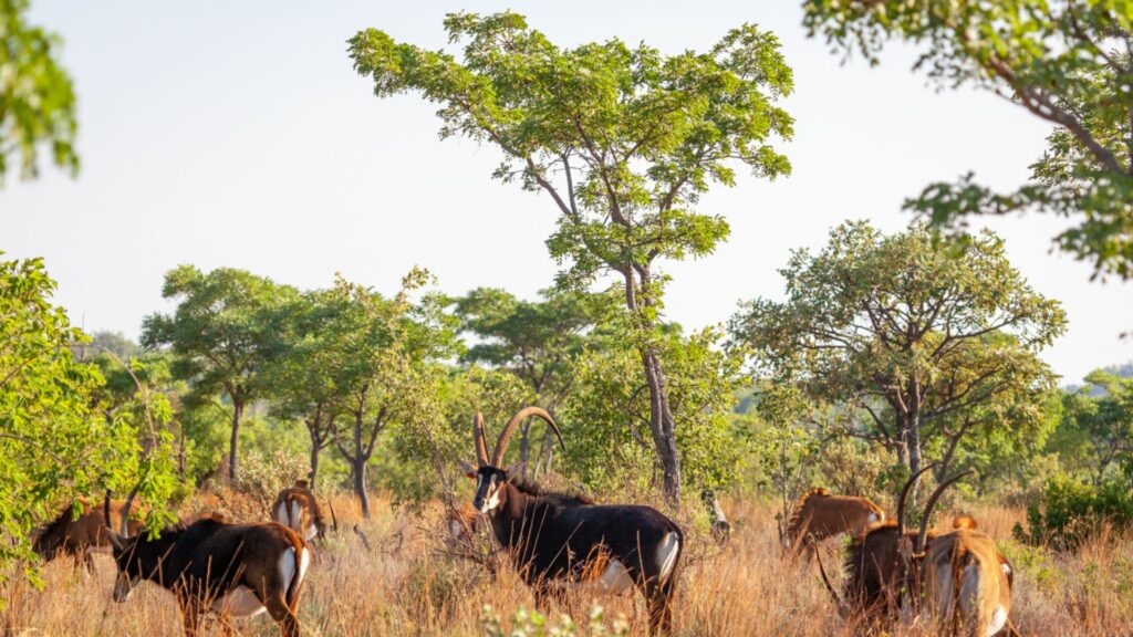 Lejwe La Metsi Your Perfect Africa Limpopo Specials
