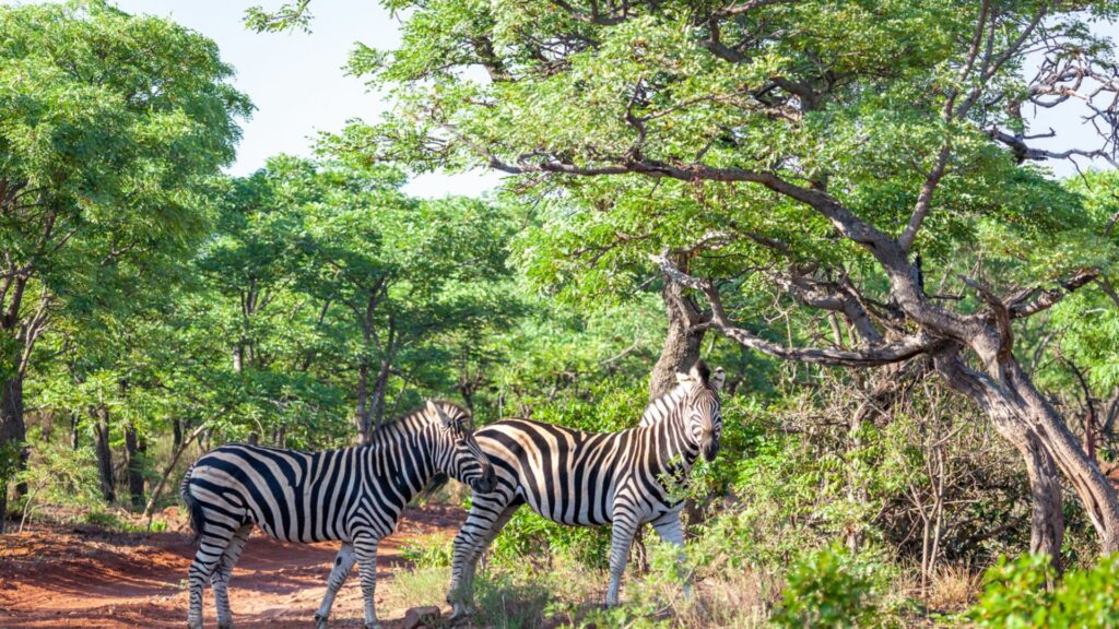 Lejwe La Metsi Your Perfect Africa Limpopo Specials
