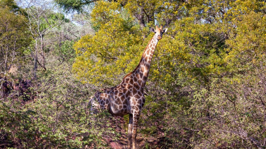 Lejwe La Metsi Your Perfect Africa Limpopo Specials