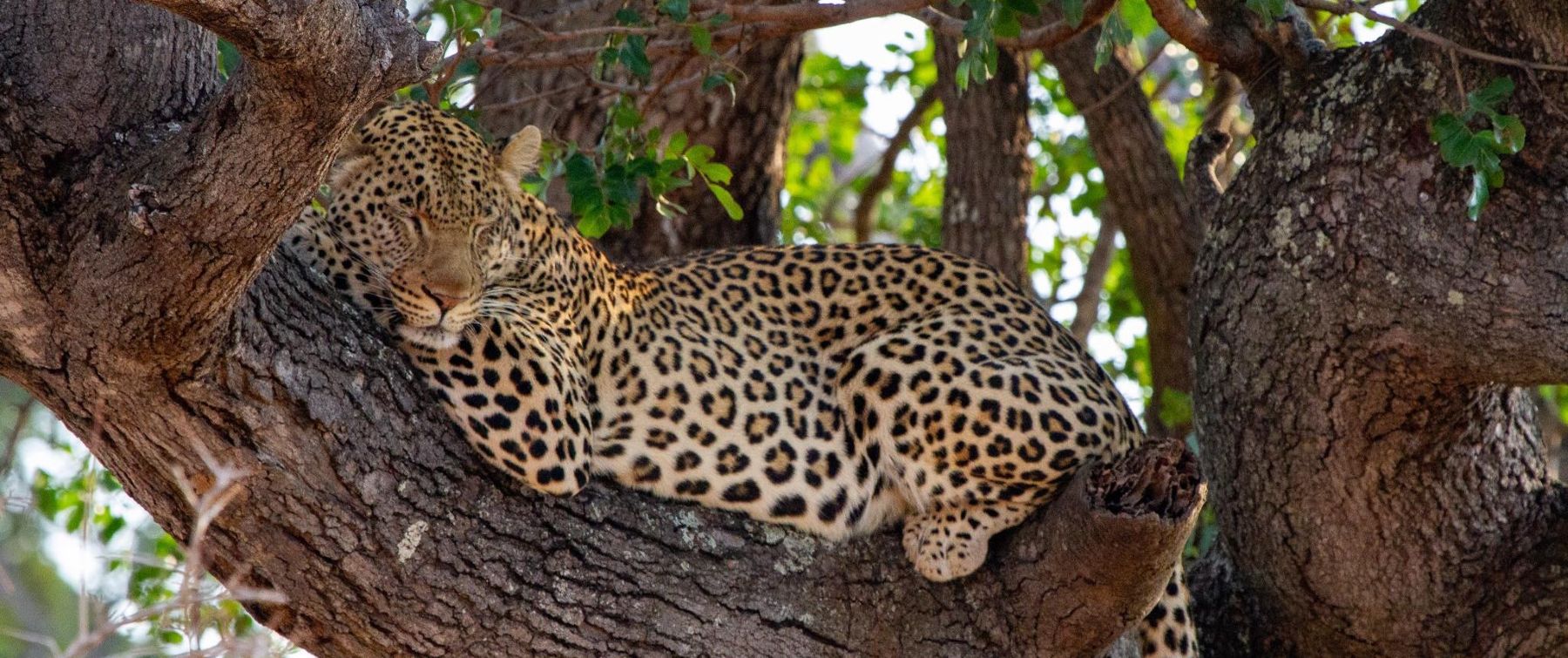 tomo-safari-lodge-greater-kruger-balule-game-reserve-specials-deals-rates