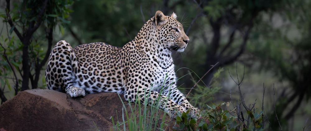 safari-guide-for-every-budget-african-safari-lodge-experts-planners